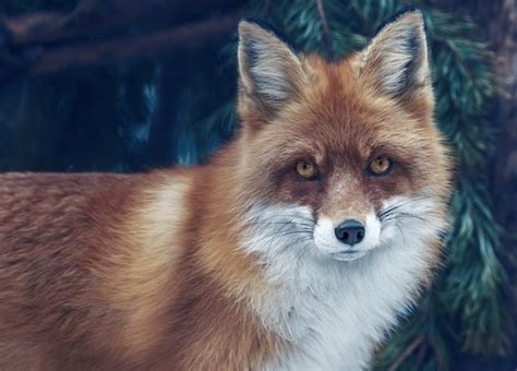 偏向角是什麼 狐狸象徵意義